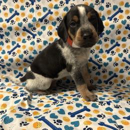 Sammy - Blue ticked and tan male Bluetick Coonhound puppy in Mount Pleasant, Texas from Harmons Hounds