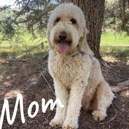 Mona - Goldendoodle