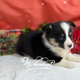 Boss - Black and tan male Pembroke Welsh Corgi puppy in Nashville, Arkansas from Whisenhunt Farms