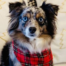Miniature American Shepherds, Miniature Australian Shepherds, and Toy Australian Shepherds from Corner Oak Aussies
