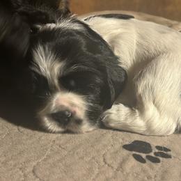 Tater - Black and white male Cocker Spaniel puppy in Warrensburg, Missouri from Hirt House Saints