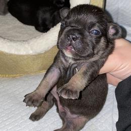 French Bulldog Puppies from Lovemyfrenchies