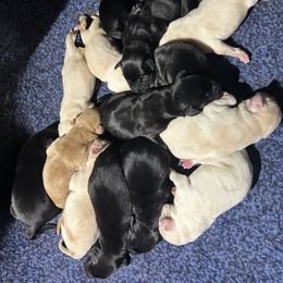 Labrador Retriever Puppies from TLC Retrievers