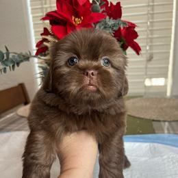 Female puppy 3 red collar - Liver female Shih Tzu puppy in Whittier, California from Socal Mother Of Shih Tzus
