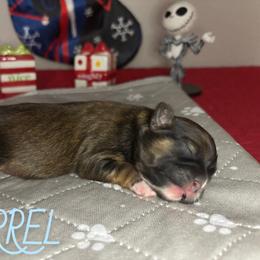 Barrel - Brindle male Shih Tzu puppy in Houston, Texas from Pup Paw-lace