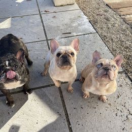 French Bulldog and Labrador Retriever Puppies from Desiree Ortiz's French Bull Dogs and Labrador Retrievers