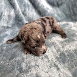 Yeti - Blue merle male Australian Shepherd puppy in Oxford, Florida from SoCo Aussies
