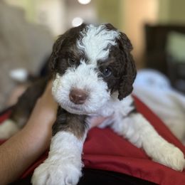 Bernedoodle Puppies from Natchez Trace Doodles