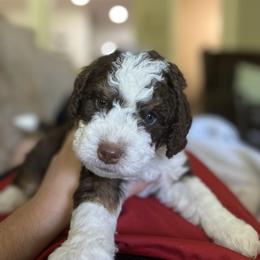Bernedoodle Puppies from Natchez Trace Doodles