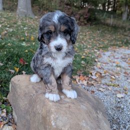 Zuma - Blue merle male Bernedoodle puppy in Beach City, Ohio from Blue Cloud Doodles