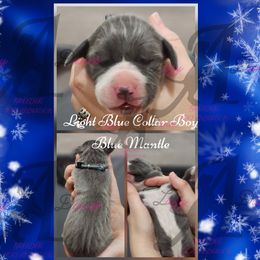 Light Blue Collar boy - Blue and white male Great Dane puppy in Longview, Texas from Lazy A Danes