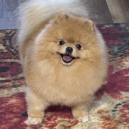 Stan - Pomeranian