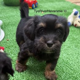 Oliver - Black and tan male Havanese puppy in Lovingston, Virginia from Tye River Havanese