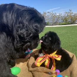 Newfoundland puppies from Gentle Soul Newfoundlands