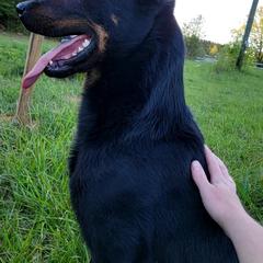 Beaucerons, Doberman Pinschers, and German Shepherds from Von Katzenstein Kennel