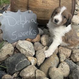 Delphia - Brown and white female Saint Berdoodle puppy in Traverse City, Michigan from Bare Paws Saint Berdoodles