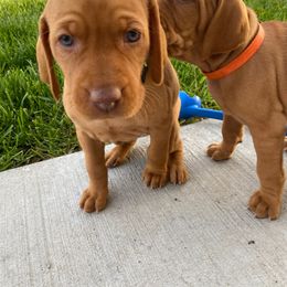 Blue Girl - Golden rust Vizsla puppy in Bluffdale, Utah from Valor Vizsla's