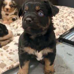 Colt - Black tri male Miniature Australian Shepherd puppy in Apache Junction, Arizona from Circle T Mini Aussies