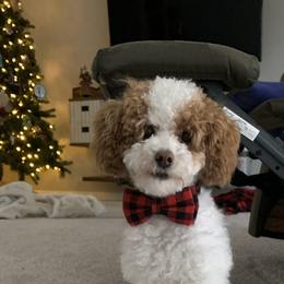 Cockapoo and Poodle All Grown Up from Kathy Maize