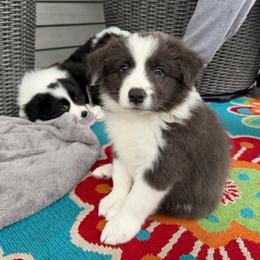 Birdie - Blue female Border Collie puppy in Lakeview, Michigan from Haven Creek Farm
