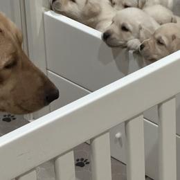 Labrador Retriever Puppies from Luvable AZ Labs