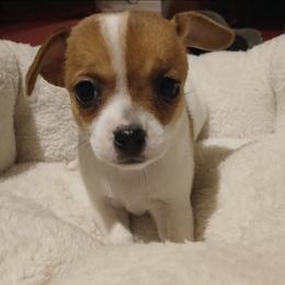 Blossom - Fawn and white female Chihuahua puppy in Federalsburg, Maryland from Mobley Chihuahuas