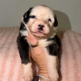 Moscato - Black tri-color female Australian Shepherd puppy in Anniston, Alabama from All Hale Aussies
