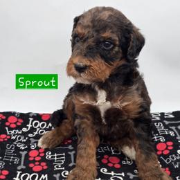 Sprout - Merle male Bernedoodle puppy in Neillsville, Wisconsin from Granton Creek