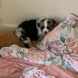 Australian Shepherd Puppies from M3 Sassafrass Ranch