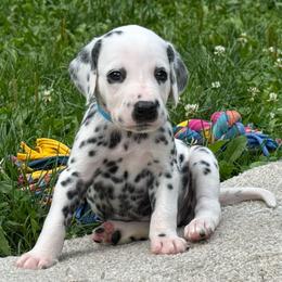 Dollar Show potential - White and black male Dalmatian puppy in Newfoundland, Pennsylvania from Poconopaws