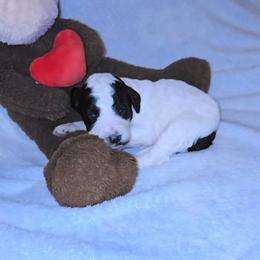 White collar - Black and white female Bernedoodle puppy in Mckenzie, Tennessee from Small Town Doodles & Poodles