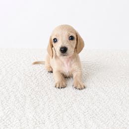 Cream - Cream male Dachshund puppy in Wahiawa, Hawaii from Versatile Ohana