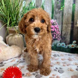 Pepper - Apricot male Cavapoo puppy in Lebanon, Missouri from Perkins Pups