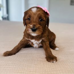 Liberty - Red  female Goldendoodle puppy in Sterling, Illinois from Charley's Goldendoodles