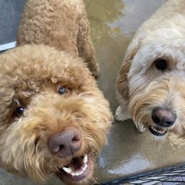 Bernedoodle, Goldendoodle, and Sheepadoodle Puppies from Dhalia’s Doodles