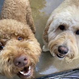 Bernedoodle, Goldendoodle, and Sheepadoodle Puppies from Dhalia’s Doodles