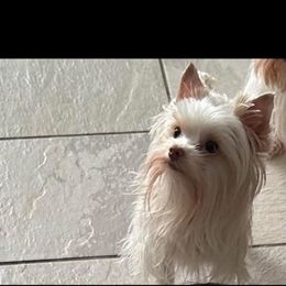 London - Yorkshire Terrier