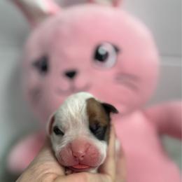 Light Pick - White female Boxer puppy in Denver, Colorado from Yuni’s AKC Boxers