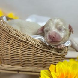 Cream Female 2650 - Cream female Dachshund puppy in Nashville, Arkansas from Whisenhunt Farms