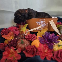 Orange collar - Sable male German Shepherd puppy in Wahoo, Nebraska from Von Solidago