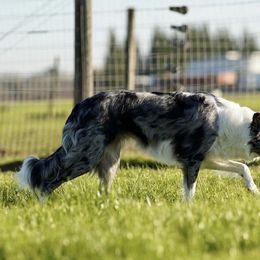 Wren - Border Collie