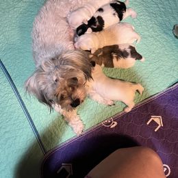 Coton de Tulear and Havanese Puppies from New Canyon Havanese & Coton Puppies