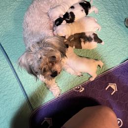 Coton de Tulear and Havanese Puppies from New Canyon Havanese & Coton Puppies