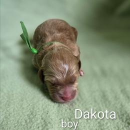 Dakota - male Golden Mountain Dog puppy in Crawfordsville, Iowa from DoodleBlessings