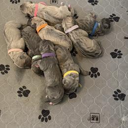 Purple - Gray brindle female Cane Corso puppy in Briggs, Texas from Capital City Corso’s