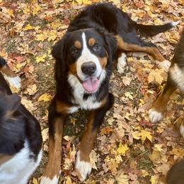 Mac - Bernese Mountain Dog