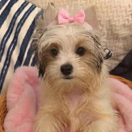 Chanel - Parti female Yorkshire Terrier puppy in Orlando, Florida from Everyonelovesyorkies