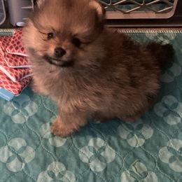 Pomeranian Puppies from Yates Pomeranians