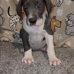 Diesel - Mantle male Great Dane puppy in Walker, Louisiana from La Rebel Danes