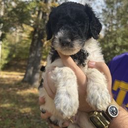 Reed - Blue male Poodle puppy in Osyka, Mississippi from Southern Sunshine Standards